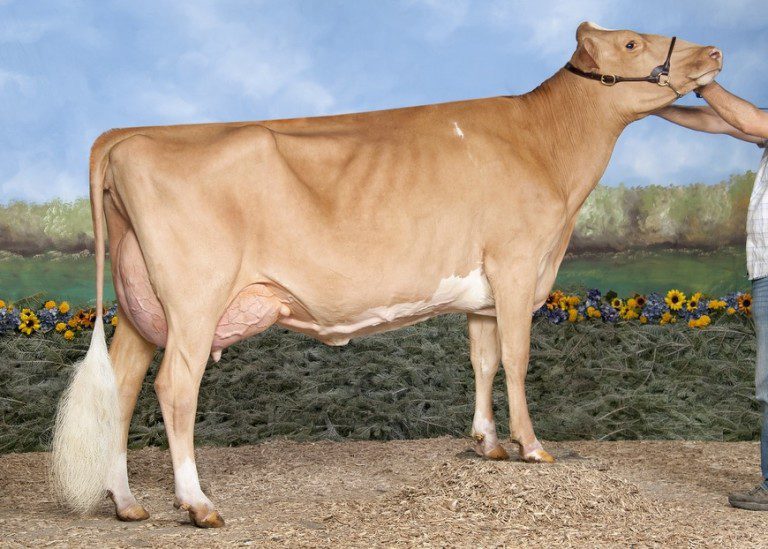 DAIRY CATTLE Australian pure Holstein Crossbred Jersey Brown Swiss