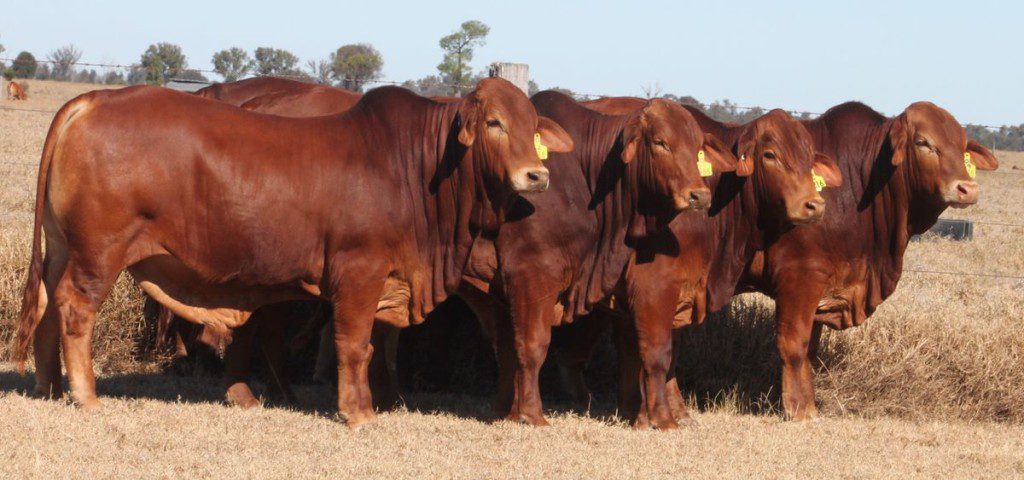 Australian Tropical Beef Breeds Brahman Droughtmaster Brangus Belmont