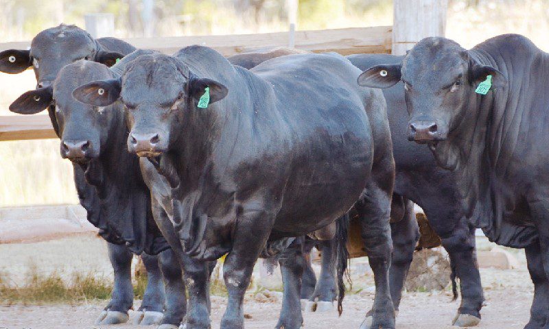 Australian Tropical Beef Breeds Brahman Droughtmaster Brangus Belmont