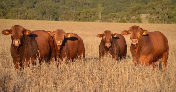 AUSTRALIAN Australia Beef BEEF cattle animal Angus Hereford Charolais ...