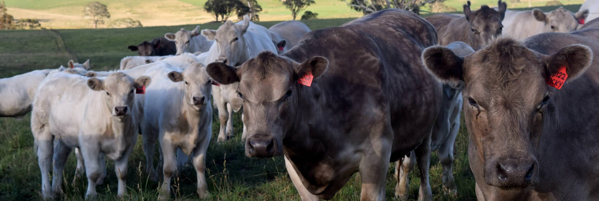 AUSTRALIAN Australia Beef BEEF cattle animal Angus Hereford Charolais ...